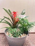 Medium Tropical Garden