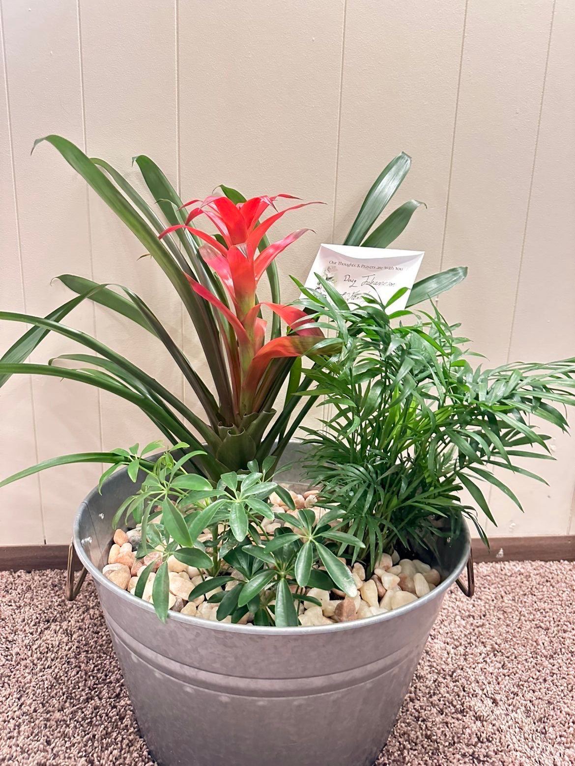 Medium Tropical Garden