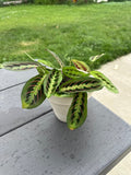 Emerald Prayer Plant