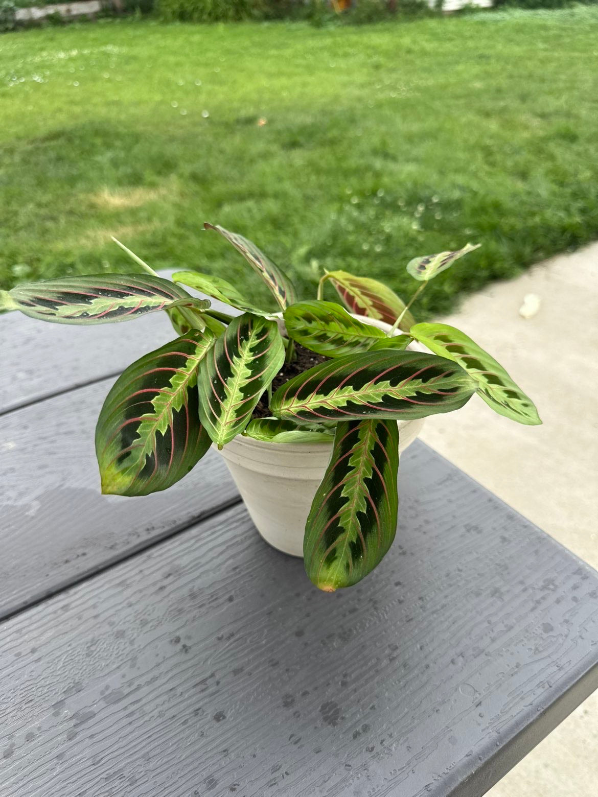 Emerald Prayer Plant