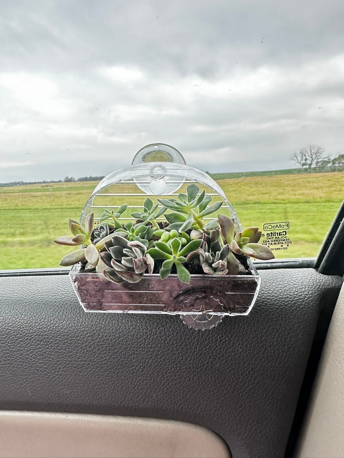 Hanging Succulent Terrarium